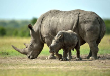 Uganda shuts its only wild rhino sanctuary to public