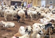 Ram Sales Plummet in Lagos and Ogun as Prices Soar Amid Economic Downturn