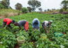 FG Injects N200bn into Agriculture, Distributes Free Fertiliser to Farmers