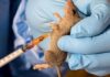 One Death, A Thousand Fears: Lassa Fever Returns to Benue LASSA-FEVER