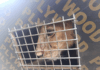 Nigeria Customs Seizes Endangered Lion Cub, Patas Monkeys Amid Growing Wildlife Trafficking Concerns Nigeria Trafficked Lion