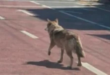 South Korea Arrests Man Over AI Wolf Photo Hoax South Korea Arrests Man Over AI Wolf Photo Hoax