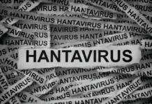 Hantavirus Global Risk Low, WHO Says, Despite Localized Outbreaks Hantavirus Global Risk Low, WHO Says, Despite Localized Outbreaks